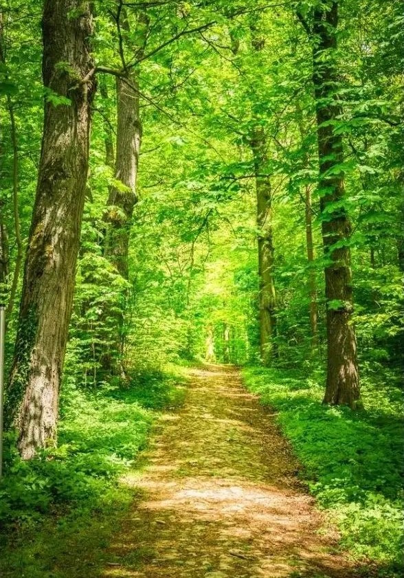 Bosque camino