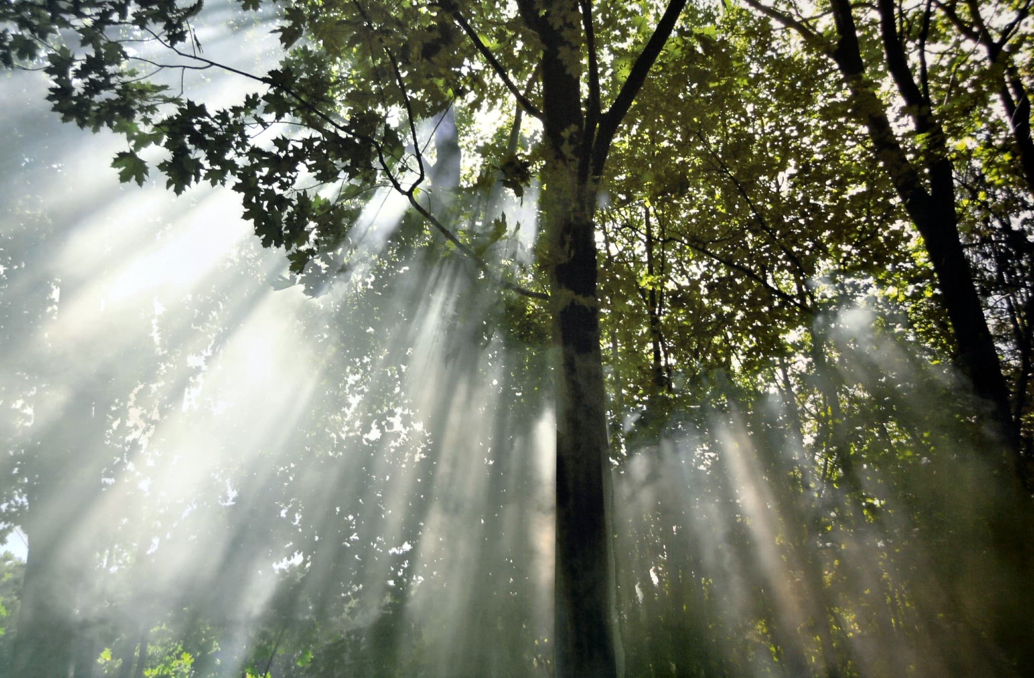 Bosque iluminado por el sol